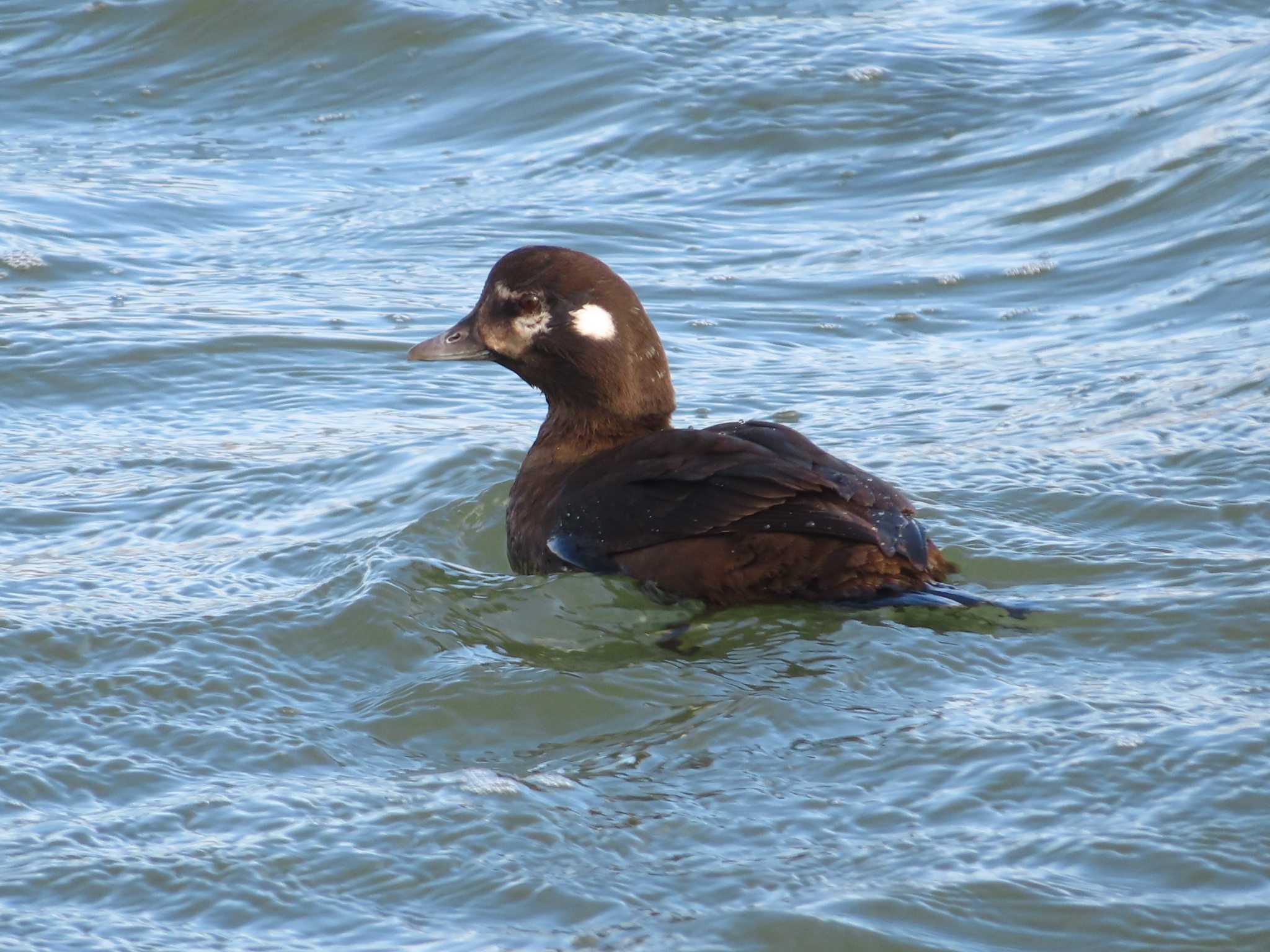 Harlequin Duck