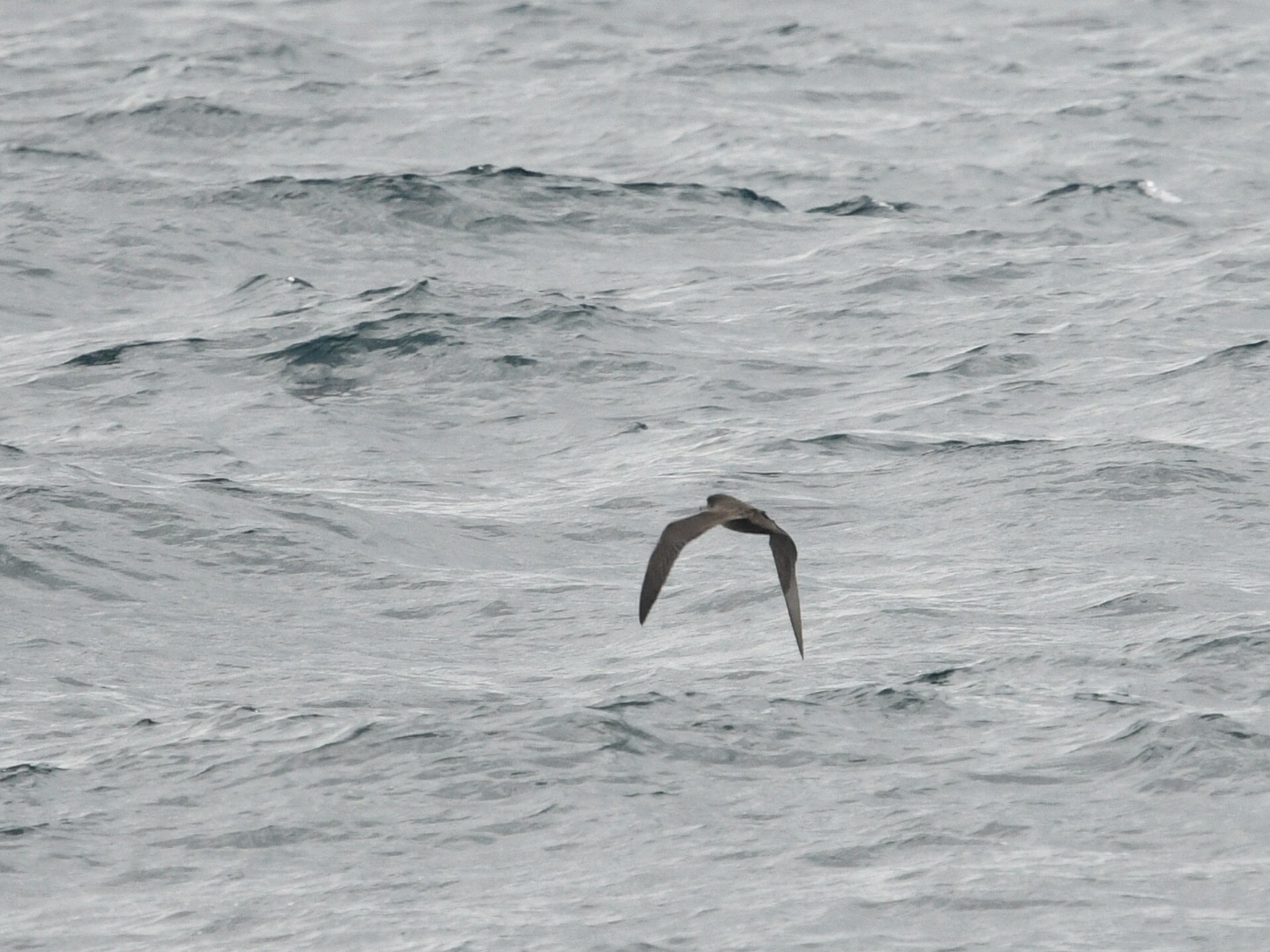 Photo of Flesh-footed Shearwater at Hegura Island by Yuki86