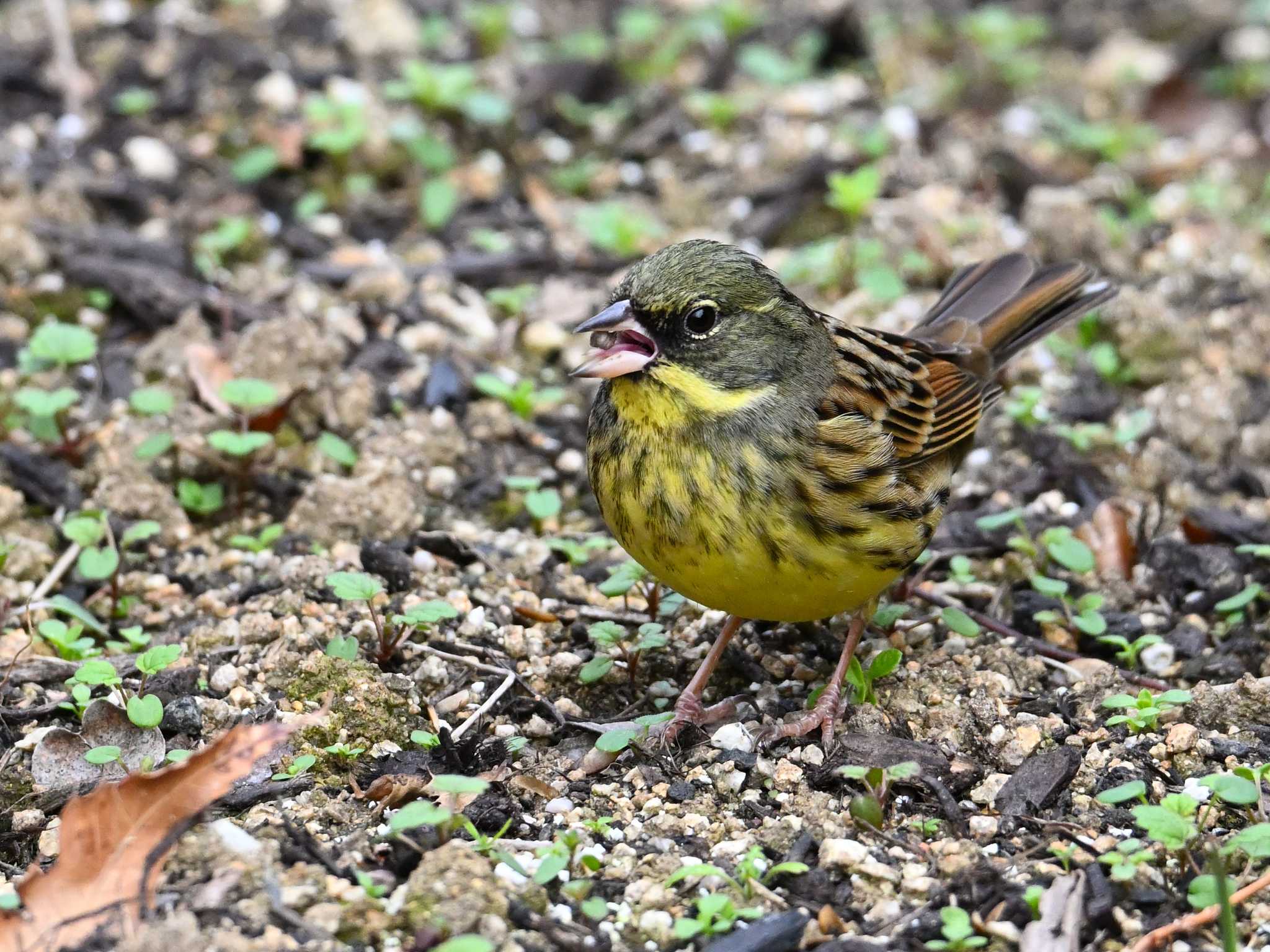 Masked Bunting