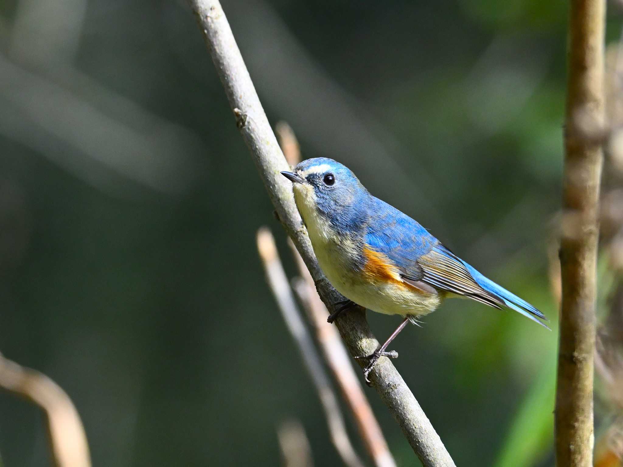 Red-flanked Bluetail