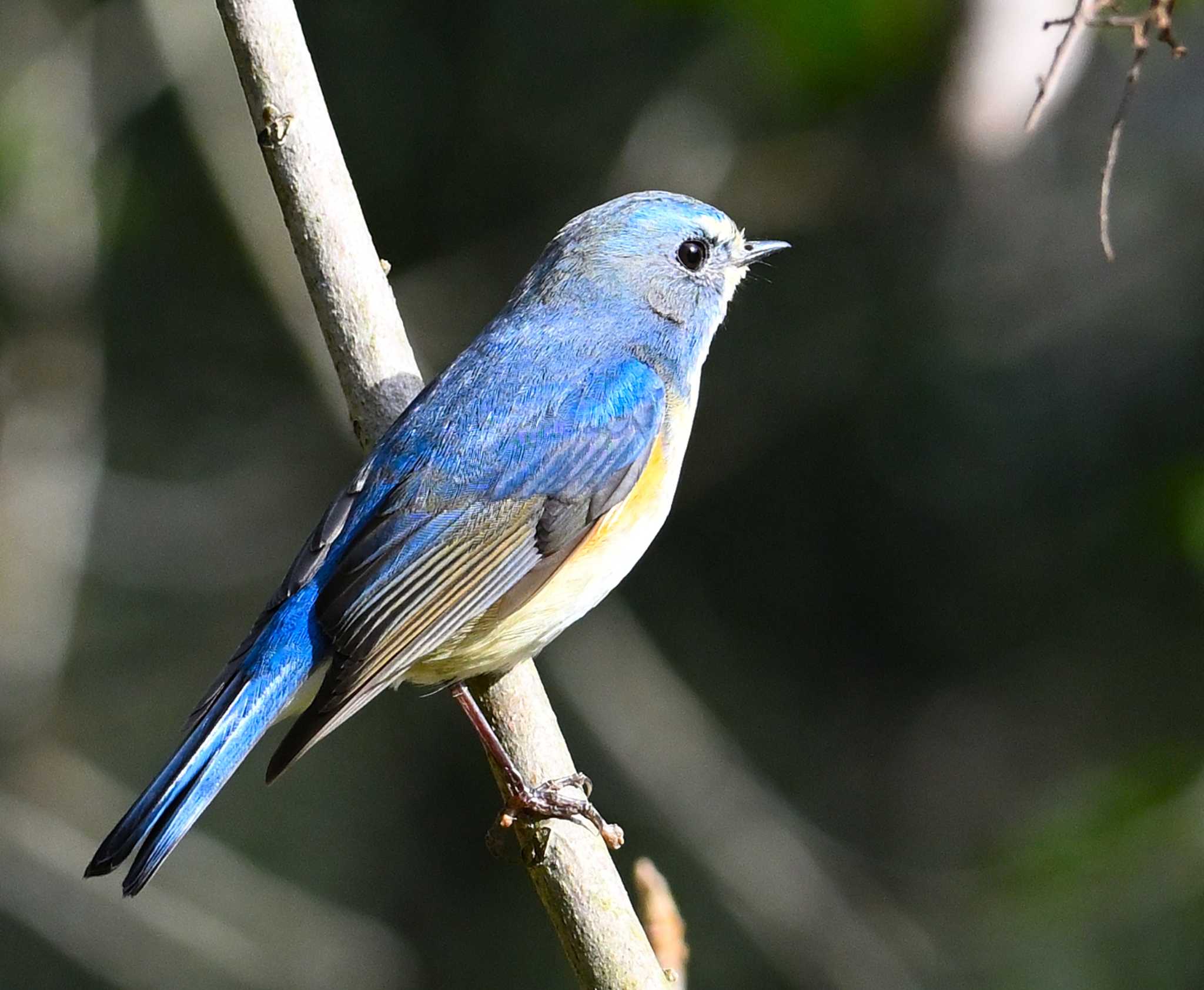 Red-flanked Bluetail