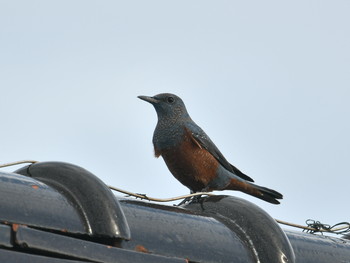 Blue Rock Thrush Hegura Island Tue, 11/6/2018