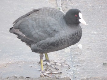 Eurasian Coot 日の出三番瀬沿い緑道 Sun, 12/31/2023