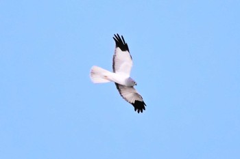 Sat, 1/27/2024 Birding report at Watarase Yusuichi (Wetland)