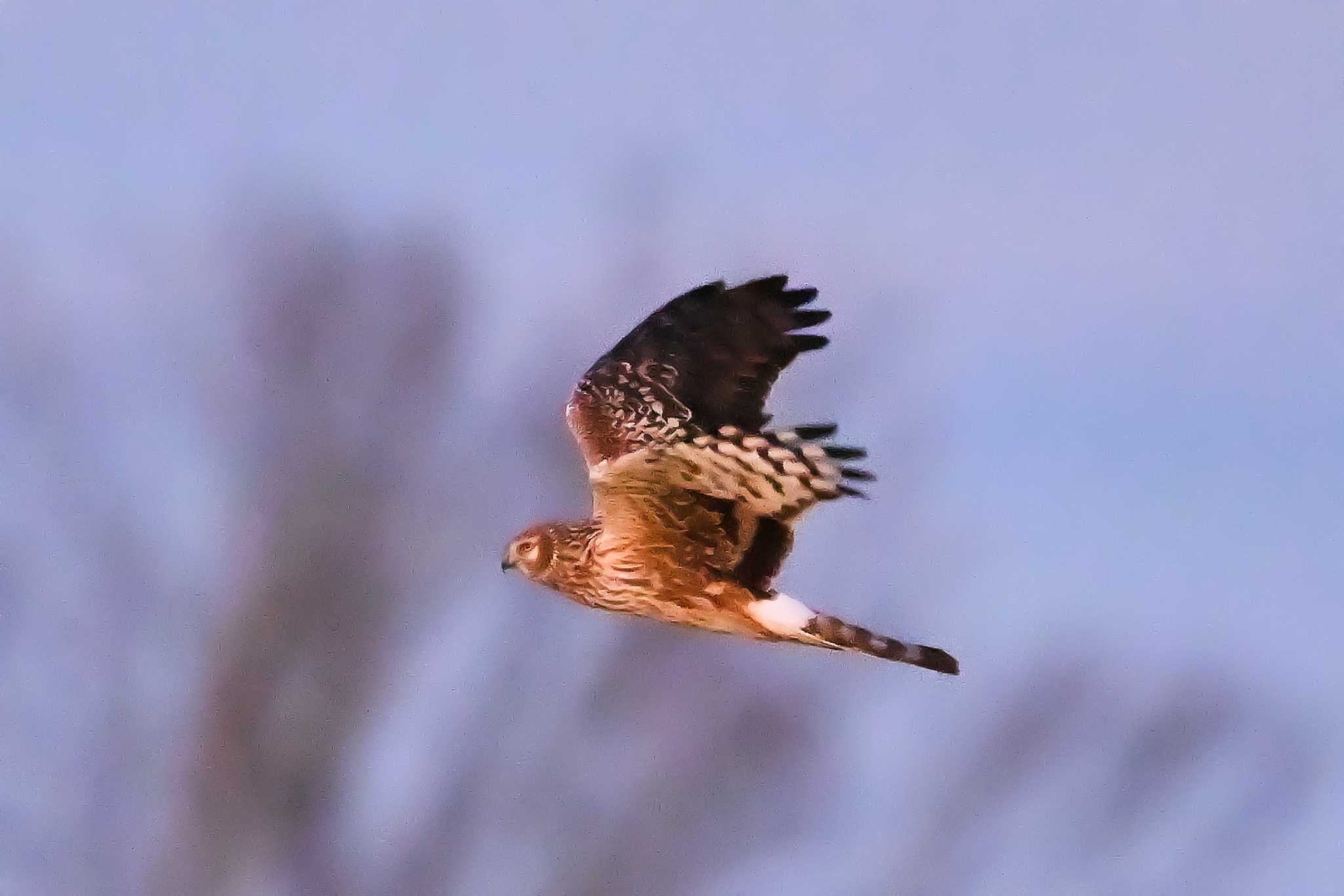 Photo of Hen Harrier at Watarase Yusuichi (Wetland) by Yokai