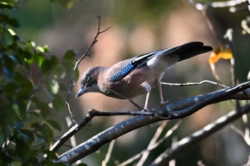 Eurasian Jay 栃木県　みかも山 Sat, 1/27/2024