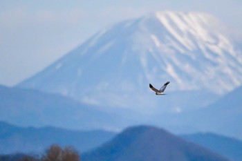 Hen Harrier Watarase Yusuichi (Wetland) Sat, 1/27/2024