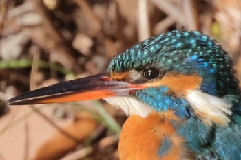 Common Kingfisher 多摩市 Sat, 1/27/2024