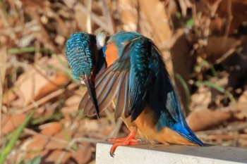 Common Kingfisher 多摩市 Sat, 1/27/2024