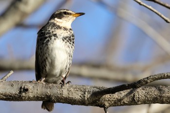 Dusky Thrush 多摩市 Sat, 1/27/2024