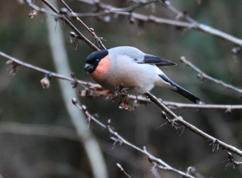 Eurasian Bullfinch Hayatogawa Forest Road Sat, 1/27/2024