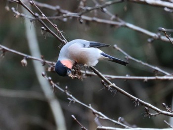 Eurasian Bullfinch Hayatogawa Forest Road Sat, 1/27/2024