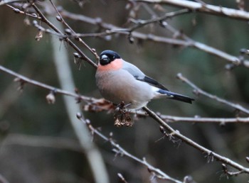 Eurasian Bullfinch Hayatogawa Forest Road Sat, 1/27/2024