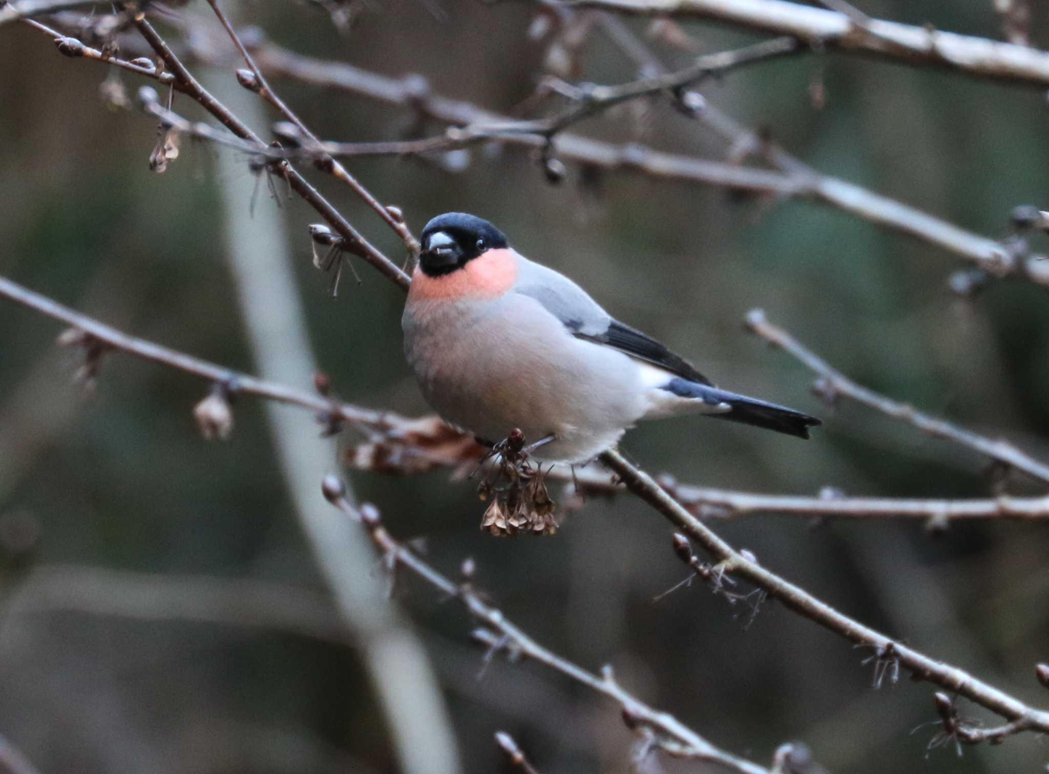 Photo of Eurasian Bullfinch at Hayatogawa Forest Road by テツ