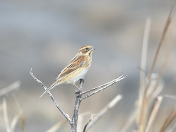 2018年11月6日(火) 舳倉島の野鳥観察記録