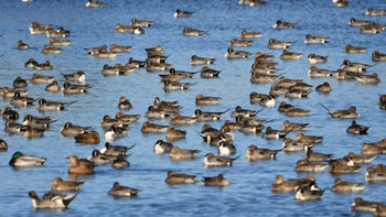 オナガガモ 磐田大池 2024年1月21日(日)