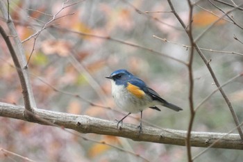 Red-flanked Bluetail 東京都立桜ヶ丘公園(聖蹟桜ヶ丘) Sun, 12/24/2023