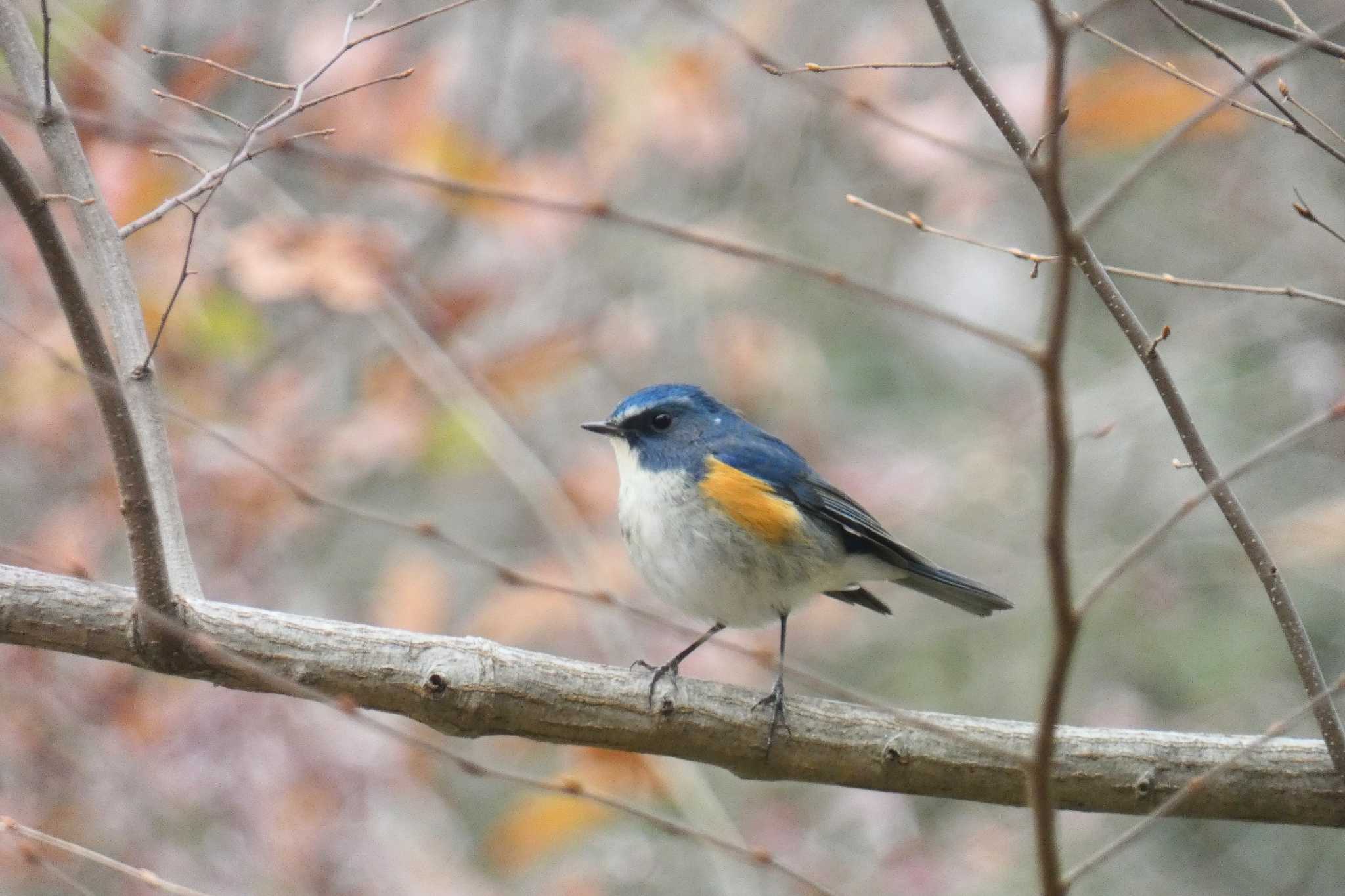 Photo of Red-flanked Bluetail at 東京都立桜ヶ丘公園(聖蹟桜ヶ丘) by キビタキ好き