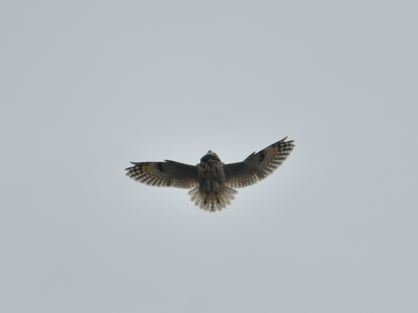 舳倉島 トラフズクの写真 by Yuki86