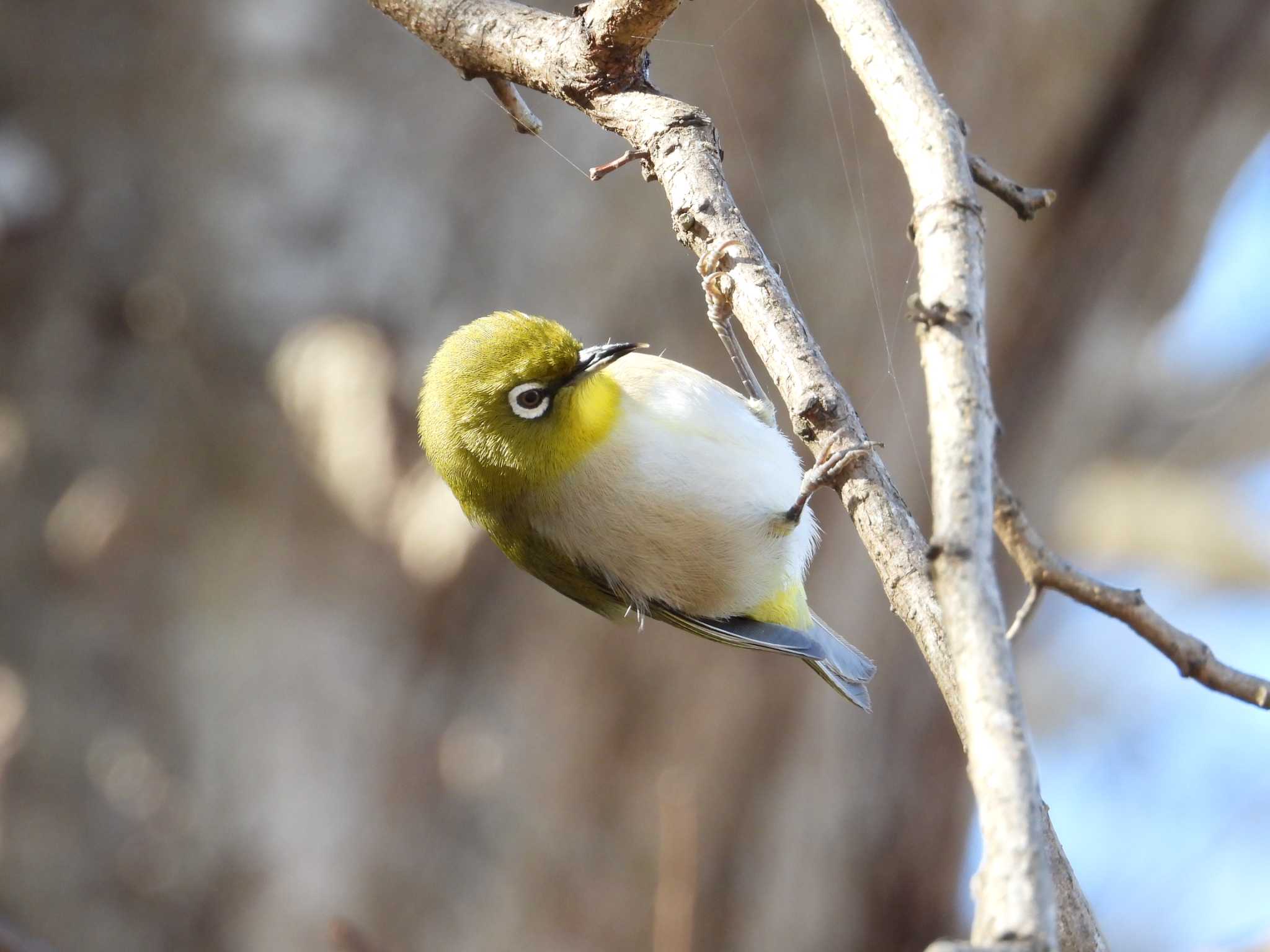 Photo of Warbling White-eye at 涸沼自然公園 by かあちゃん