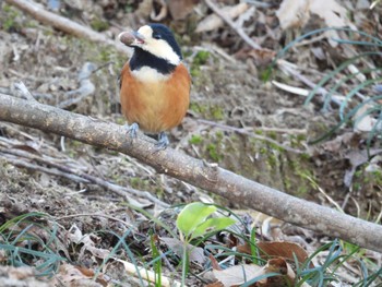 Varied Tit 涸沼自然公園 Sat, 1/27/2024