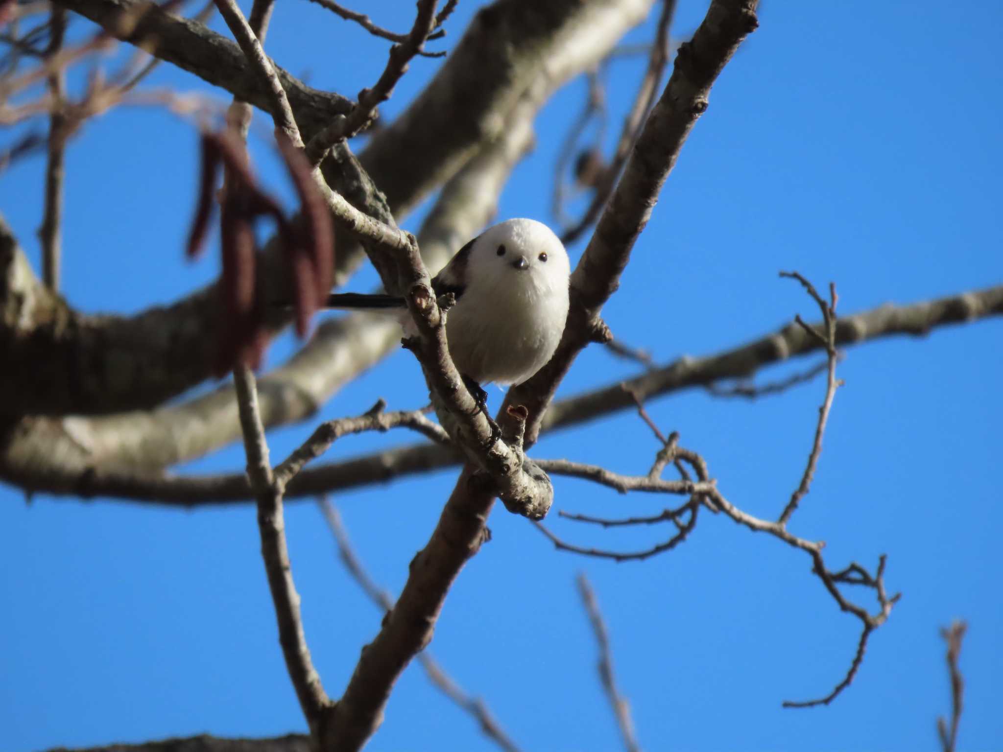 Long-tailed tit(japonicus)