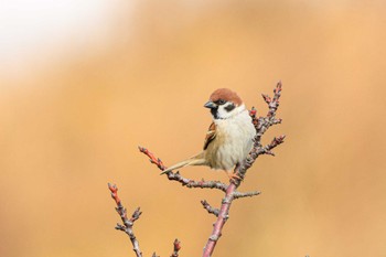 Eurasian Tree Sparrow 神戸市西区岩岡町 Sun, 1/7/2024