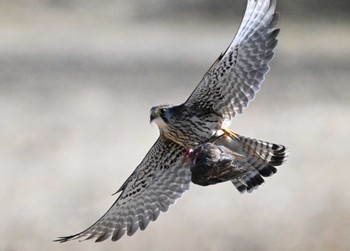 2024年1月27日(土) 千葉県松戸市の野鳥観察記録