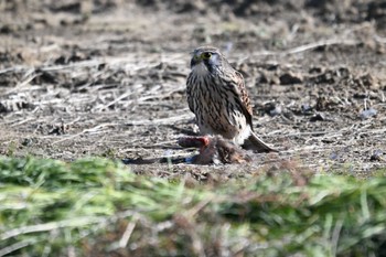 チョウゲンボウ 千葉県松戸市 2024年1月27日(土)