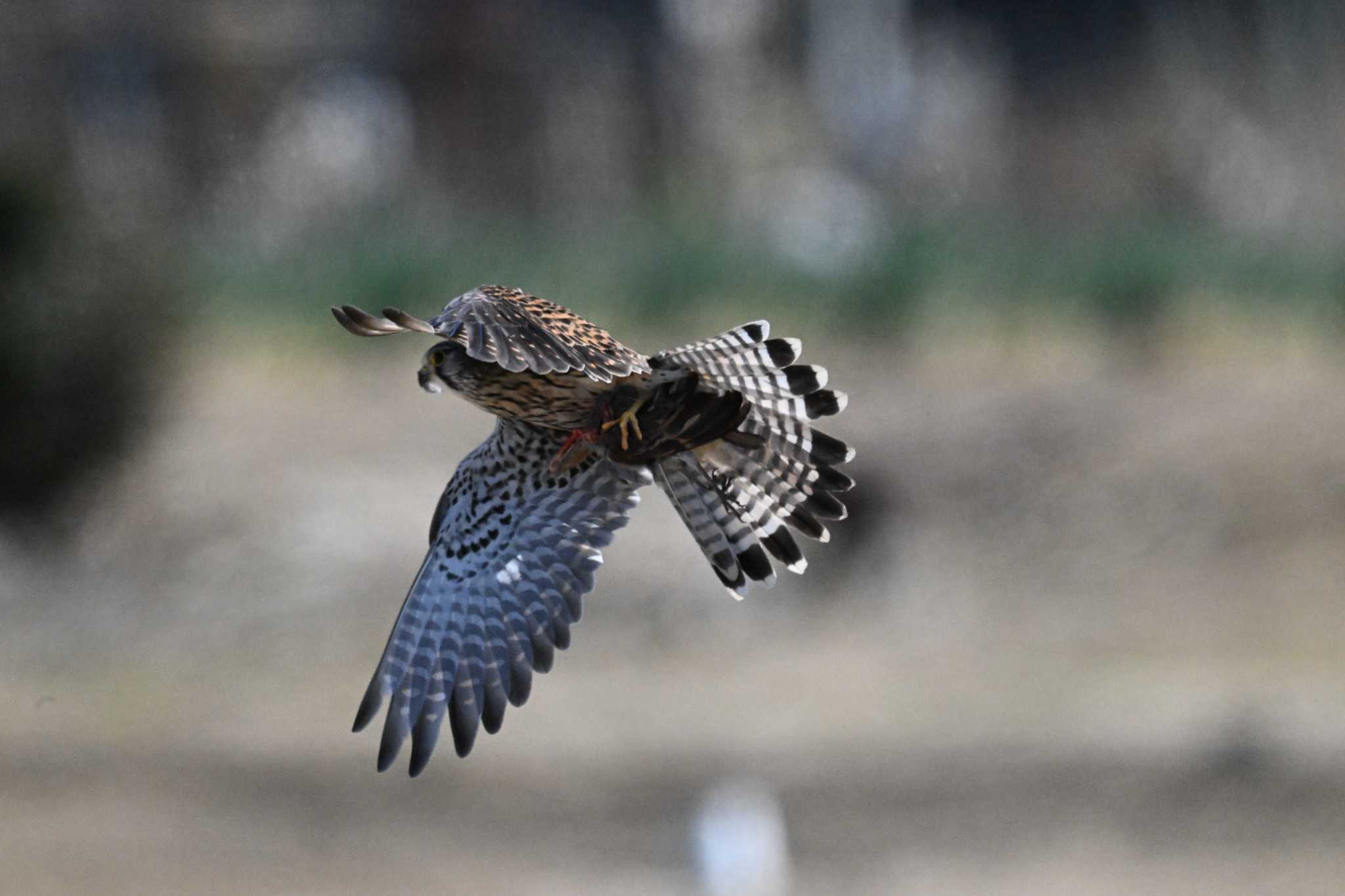 千葉県松戸市 チョウゲンボウの写真 by Toru Koido