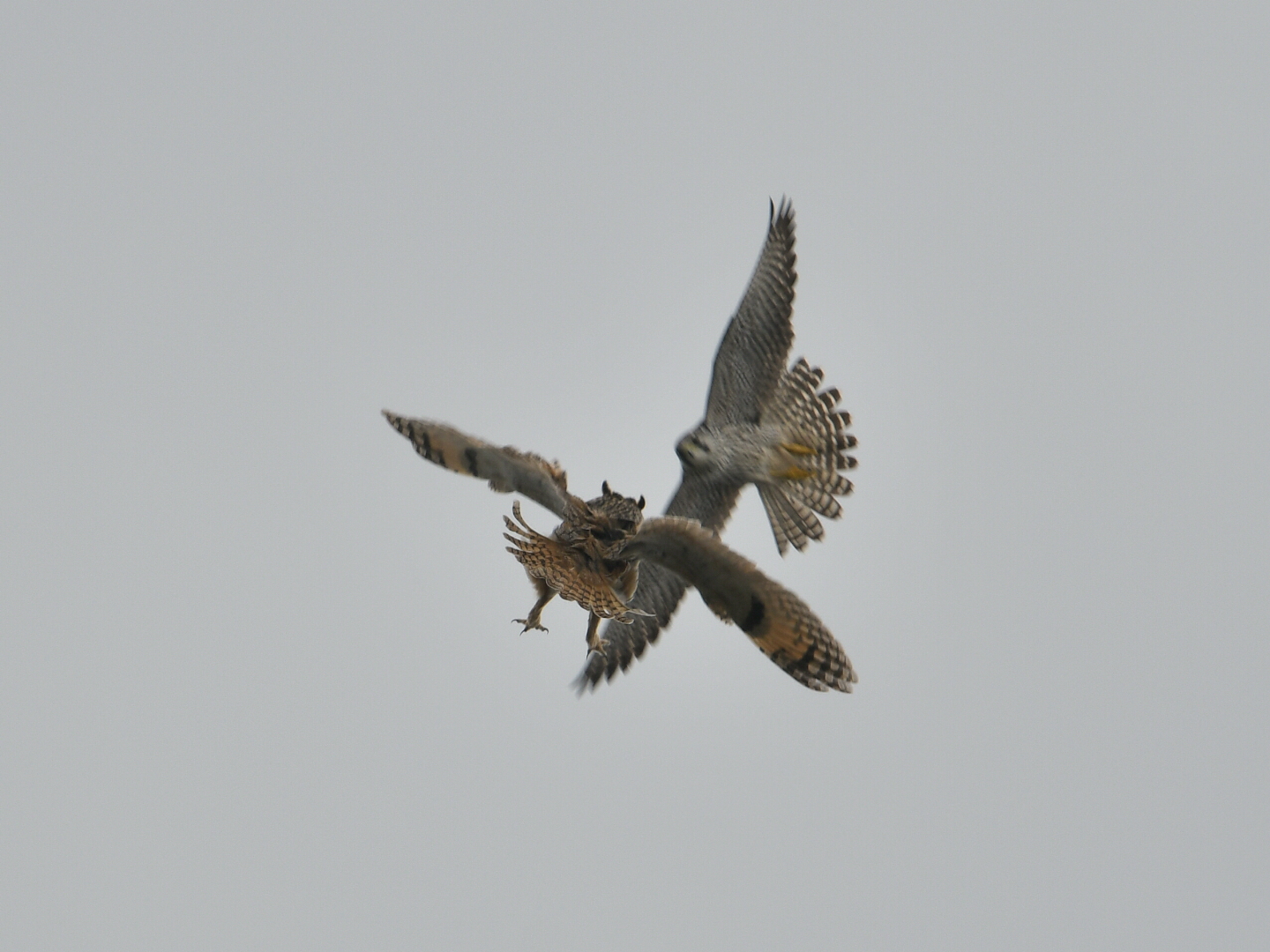 Photo of Long-eared Owl at Hegura Island by Yuki86