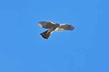 オオタカ 青葉山公園 2024年1月27日(土)