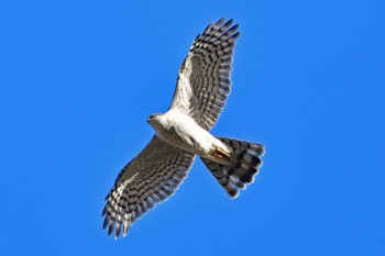 オオタカ 青葉山公園 2024年1月27日(土)