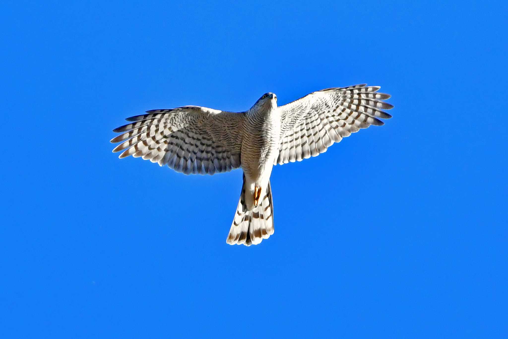 青葉山公園 オオタカの写真 by Keiichi TAKEDA