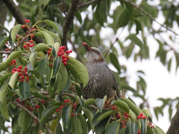 Brown-eared Bulbul 名古屋市 Tue, 2/16/2016