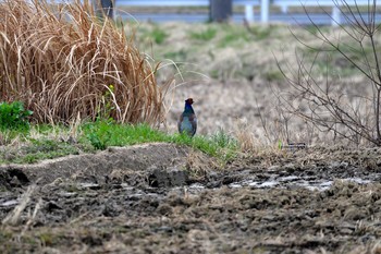 Green Pheasant 加木屋緑地 Mon, 3/19/2018