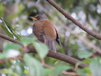 Pale Thrush 名古屋市 Thu, 1/28/2016