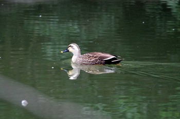 Eastern Spot-billed Duck 加木屋緑地 Mon, 3/19/2018