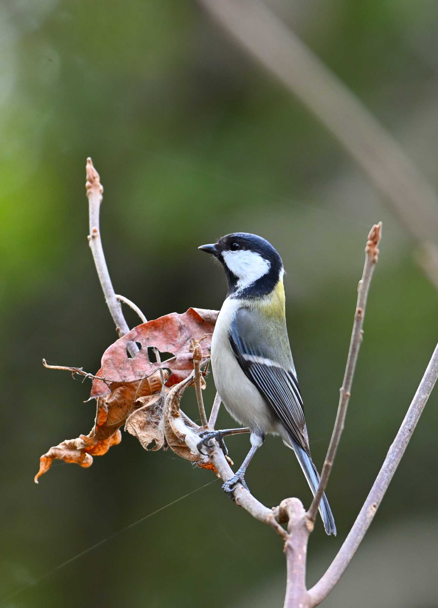 Japanese Tit