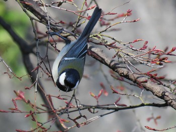 シジュウカラ 名城公園 2016年3月25日(金)