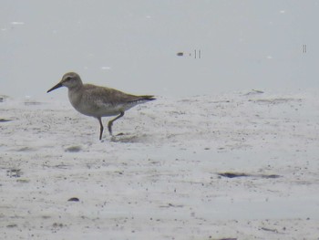 Red Knot Fujimae Tidal Flat Sun, 10/2/2016