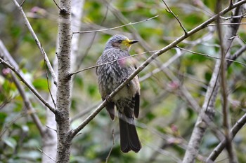 Brown-eared Bulbul 加木屋緑地 Mon, 3/19/2018