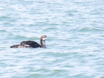 Pacific Loon 田原市 Mon, 3/20/2017