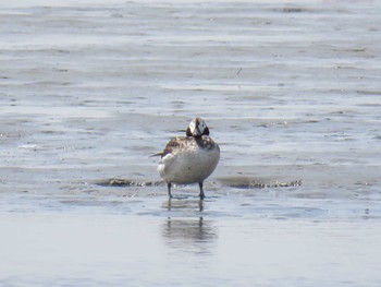 Long-tailed Duck Fujimae Tidal Flat Fri, 4/14/2017