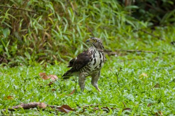 カンムリオオタカ Pasir Ris Park (Singapore) 2024年1月20日(土)