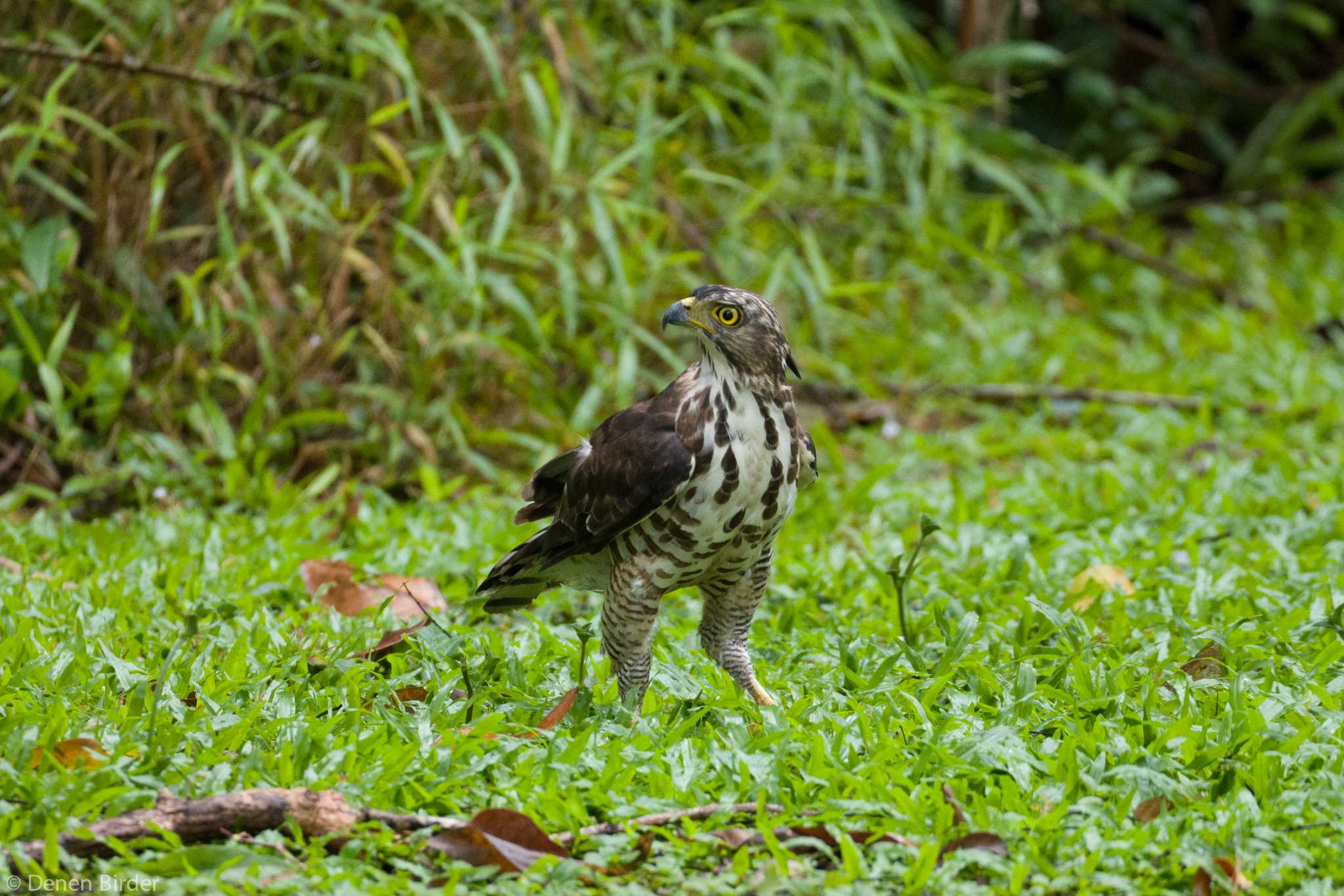 Crested Goshawk