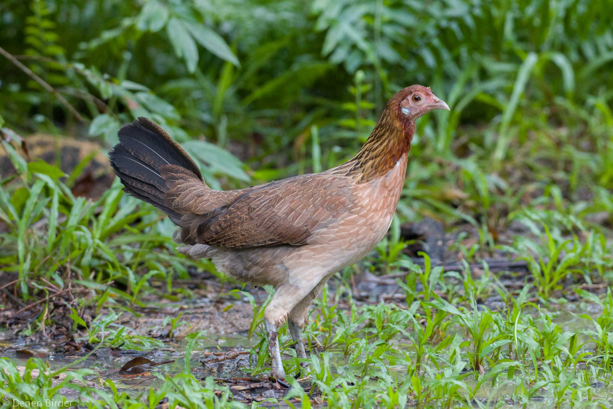 Photo of Red Junglefowl at Pasir Ris Park (Singapore) by 田園Birder