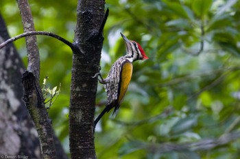 Common Flameback Pasir Ris Park (Singapore) Sat, 1/20/2024