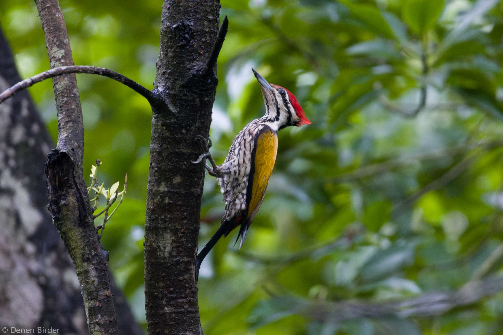 Photo of Common Flameback at Pasir Ris Park (Singapore) by 田園Birder