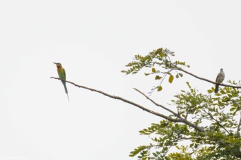 Blue-tailed Bee-eater Pasir Ris Park (Singapore) Sat, 1/20/2024